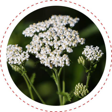yarrow herb ingredient