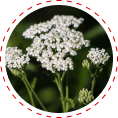 yarrow herb blood sugar