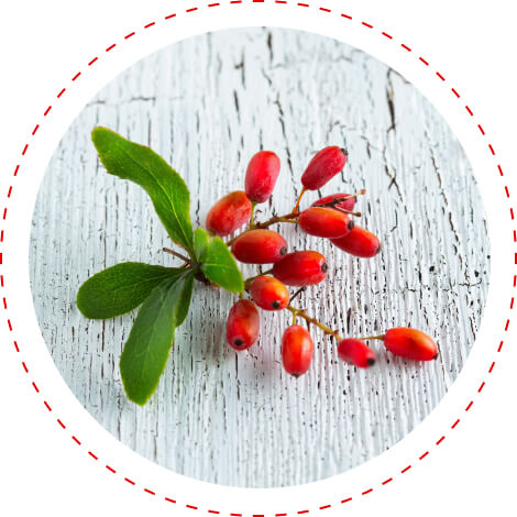 berberine anti-inflammatory