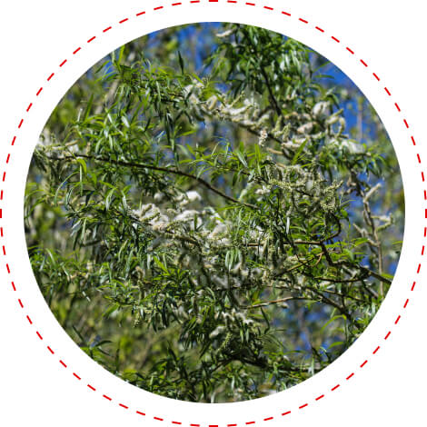 white willow bark extract