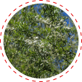 white willow diabetes vision