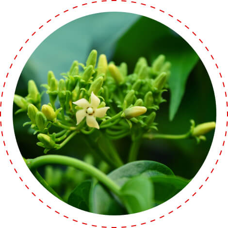 gymnema for blood sugar