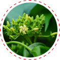 gymnema sylvestre